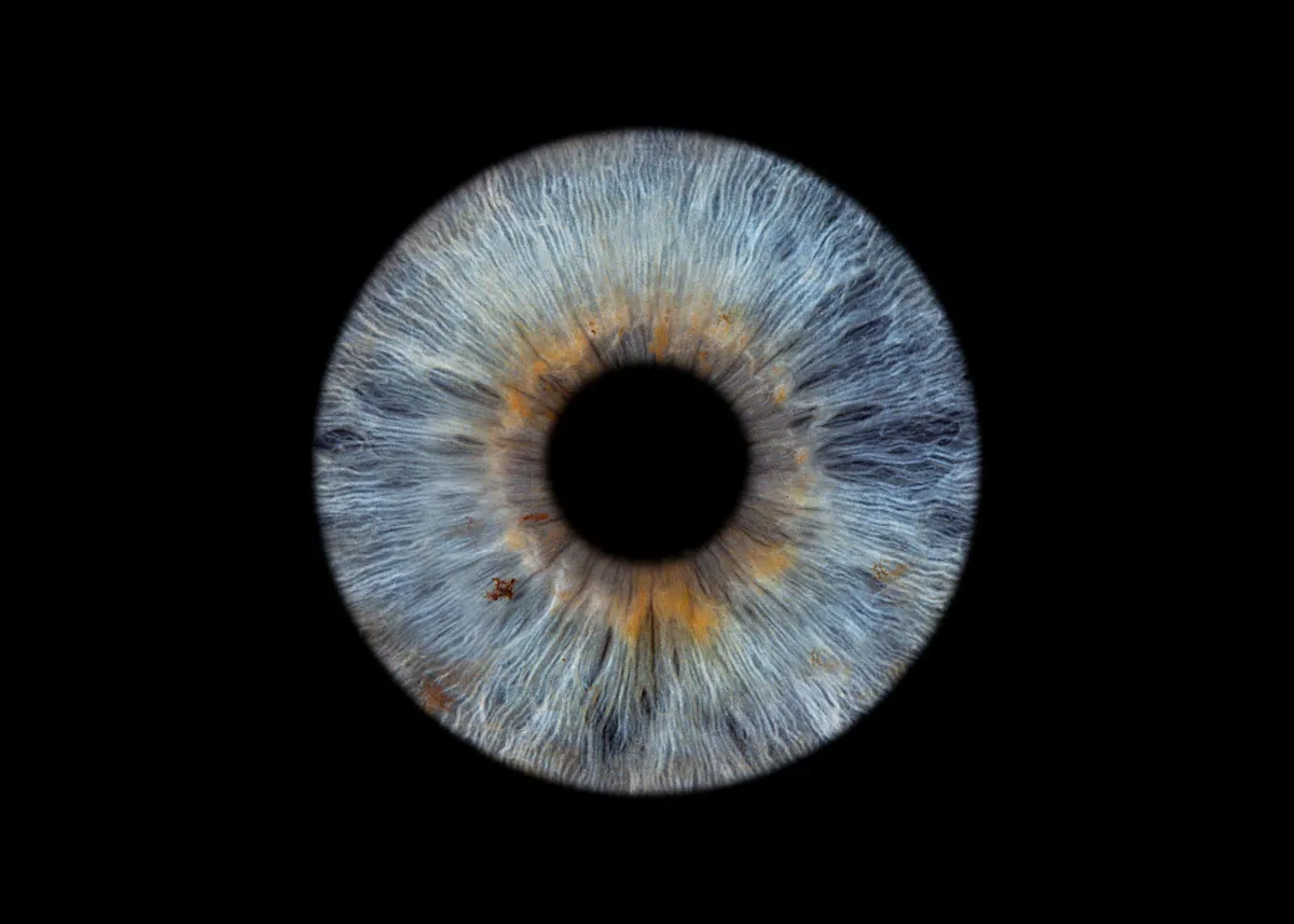 Blaugraue Iris mit goldenen Details – Iriskunstfotografie